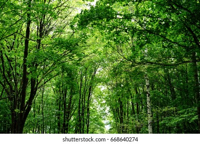 Light Green Trees Nature Background Stock Photo 668640274 | Shutterstock