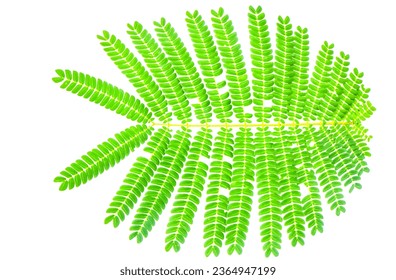 Light green tropical leaves isolated on white background. - Shutterstock ID 2364947199