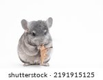 light grey baby chinchilla, chinchilla eating, chinchilla on white background, chinchilla food
