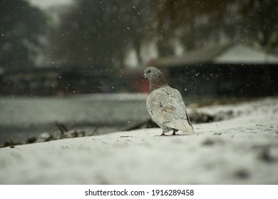 A Light Grey Common Pigeon Sits In The Snow On The Ground, Watching The Snow Fall. It Sits Next To A Lake In A Local Park. Subject Is On Its Own And Isolated Against A Blurry Background. Blizzard.