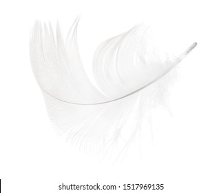 Dark Grey Feather Isolated On White Stock Photo 1589732716 | Shutterstock