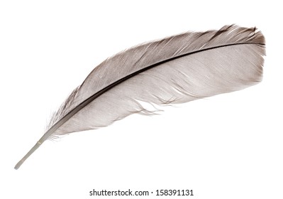 Light Grey Feather Isolated On White Stock Photo 189633971 | Shutterstock