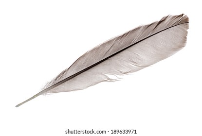 Light Grey Feather Isolated On White Stock Photo 189633971 | Shutterstock