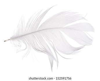 light grey goose feather isolated on white background