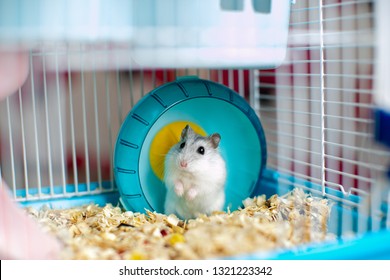 light hamster in a caged wheel