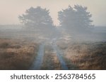 Light haze or morning fog. Sun shines through the trees on a moorland. Sunny magical landscape in the rays of the rising sun in the morning time.