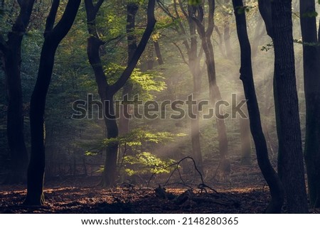 Light haze or morning fog. Sun shines through the trees in a forest. Sunny magical forest in the rays of the rising sun in the morning time. Sun rays emerging though the green trees.