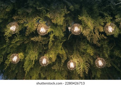 Light lamp and plant decoration ceiling design by hanging electric vintage bulb. Interior green leaf indoor background, flower natural style garden chandelier in modern home, cafe and restaurant. - Powered by Shutterstock