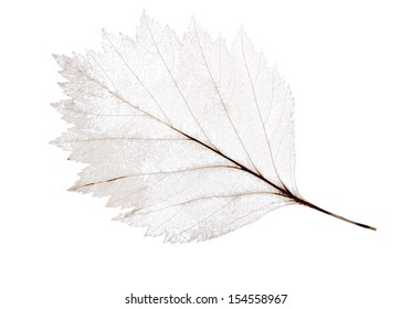 light leaf skeleton isolated on white background