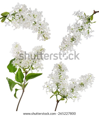 light lilac flowers isolated on white background