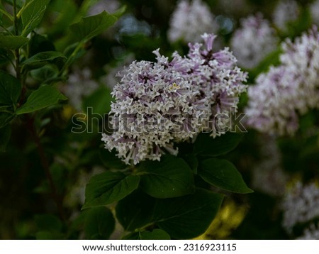 Light lilac inflorescences of Korean lilac on a green background. Inflorescences of Syringa pubescens subsp. patula 'Miss Kim' shown close-up
