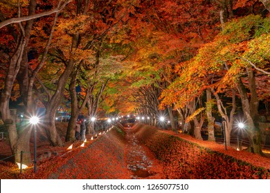 Maple Corridor High Res Stock Images Shutterstock