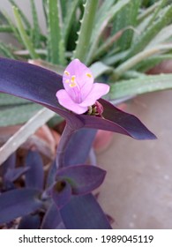 Light Mauve Color Flower With Dark Mauve Leaves. Gives Very Cool Effect To The Eyes.