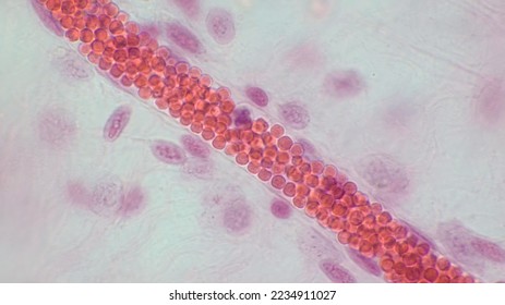Light micrograph of capillary microcirculation showing blood vessel lumen with red blood cells. Histological section stained with hematoxylin and eosin. Magnification - 1000.