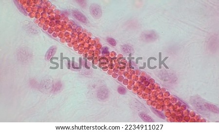 Light micrograph of capillary microcirculation showing blood vessel lumen with red blood cells. Histological section stained with hematoxylin and eosin. Magnification - 1000.