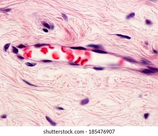 Light Micrograph Of A Capillary Showing Red Blood Cells In The Lumen And Elongated Nuclei Of Its Endothelial Cell Lining. H&E Stain.