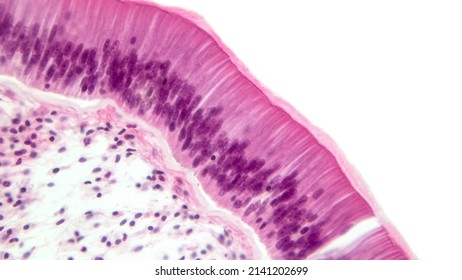 Light Micrograph (LM) Of A Vertical Section Through The Ciliated Pseudostratified Columnar Epithelium. Hematoxylin And Eosin Stain.