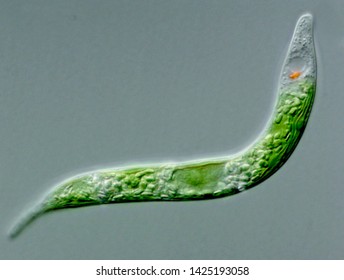 Protista Images Stock Photos Vectors Shutterstock