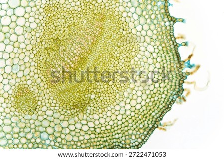 Light micrograph of a stem cross section of Adenostyles alliariae at 100× magnification, showing a distinct vascular bundle with xylem and phloem. Captured with an Olympus BH2 microscope