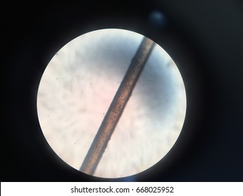 human hair under microscope 40x