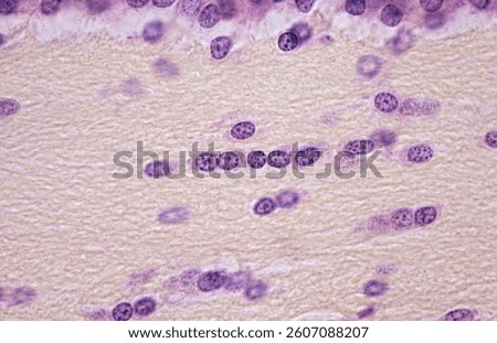 Light microscope micrograph of the brain white matter stained with hematoxylin-eosin showing, in the center, a row of rounded nuclei belonging to oligodendrocytes.