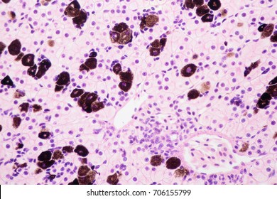 light microscope view of liver cells