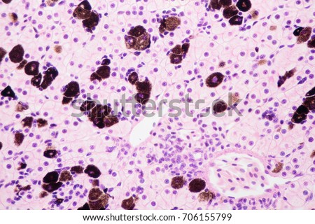 light microscope view of liver cells