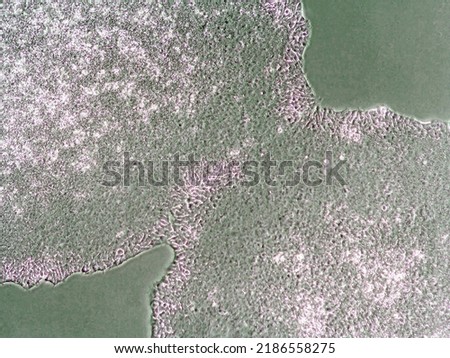 Light microscopic image of induced pluripotent stem cell populations proliferating and growing towards each other in Petri dish. Biological imaging of cell clusters in cell medium. 