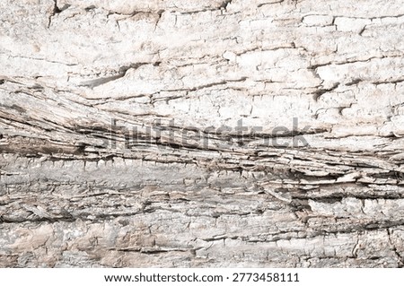 Light Minimal Bark Texture – Soft Poplar Wood Background