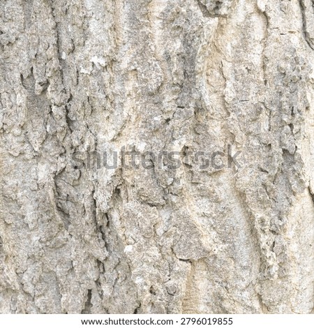 Light Minimalist Common Hackberry Bark Background