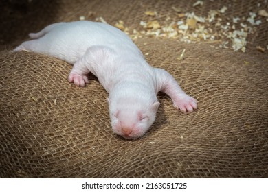 Light Mink Puppies On The Farm