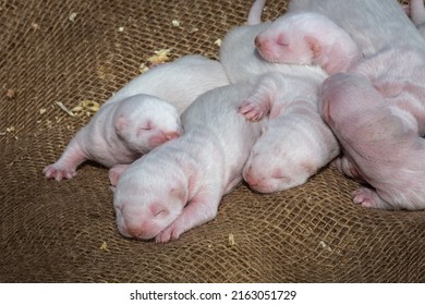 Light Mink Puppies On The Farm