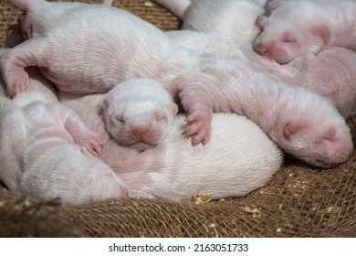 Light Mink Puppies On The Farm