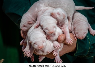 Light Mink Puppies On The Farm