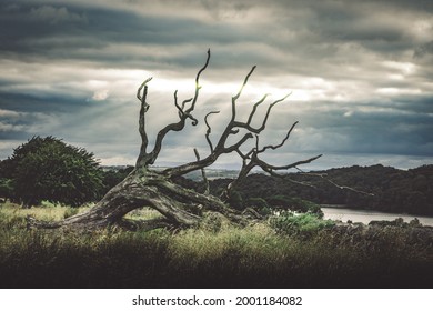 light on the dead tree - Scotland
