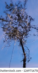 Light on tree 