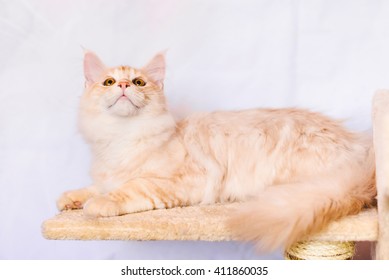Royalty Free Orange Maine Coon Cat Stock Images Photos Vectors