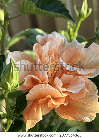 Light Orange Double Hibiscus Bloom