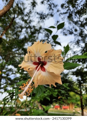 Light orange hibiscus flowers in the garden with views of green leaves and blue sky