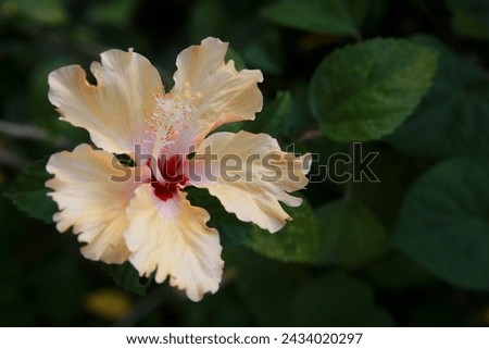 light orange hibiscus rosa sinensis or shoeblack plant or hawaiian flower or rose mallow or chinese rose, blossom blooming in the garden.