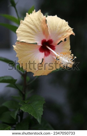 light orange hibiscus, single flower with five petals and a stamen in the middle.
