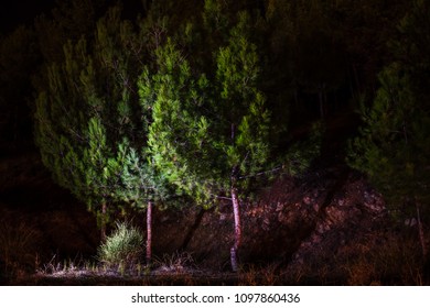 light paint of pine trees