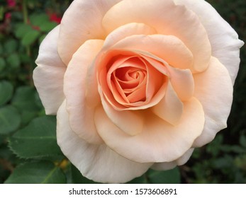 Light Pale Orange Color Rose Flower