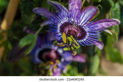 A Light Pastel Purple Passionflower