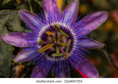 A Light Pastel Purple Passionflower