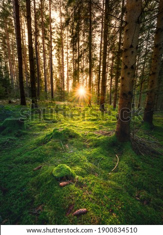 Light peeking through in the forest with green mossy ground