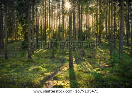 Similar – Image, Stock Photo Pine forest against the light