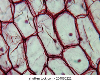 1,922 Onion cells Images, Stock Photos & Vectors | Shutterstock