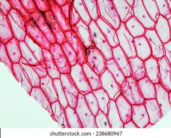 Photomicrograph Onion Epidermus Made Through Optical Stock Photo ...