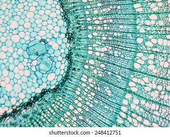 109 Tilia Stem Cross Section Images, Stock Photos & Vectors | Shutterstock